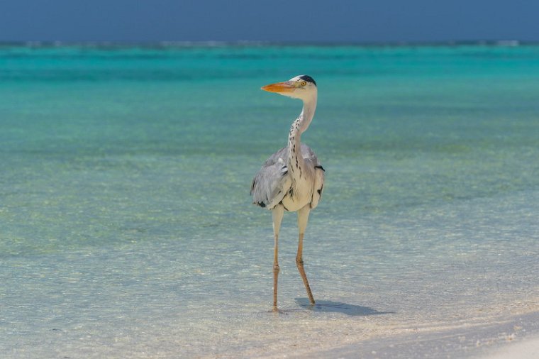 10 Conrad Malediven  Rangali Eiland, blauwe reiger.jpg